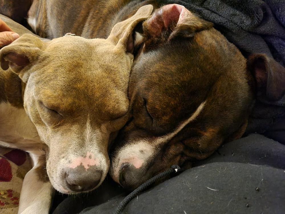 Scarlett thumbnail 6