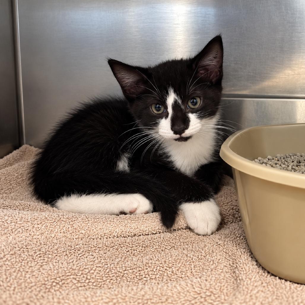 Funyun, Adoptable, Kitten Female Domestic Short Hair.