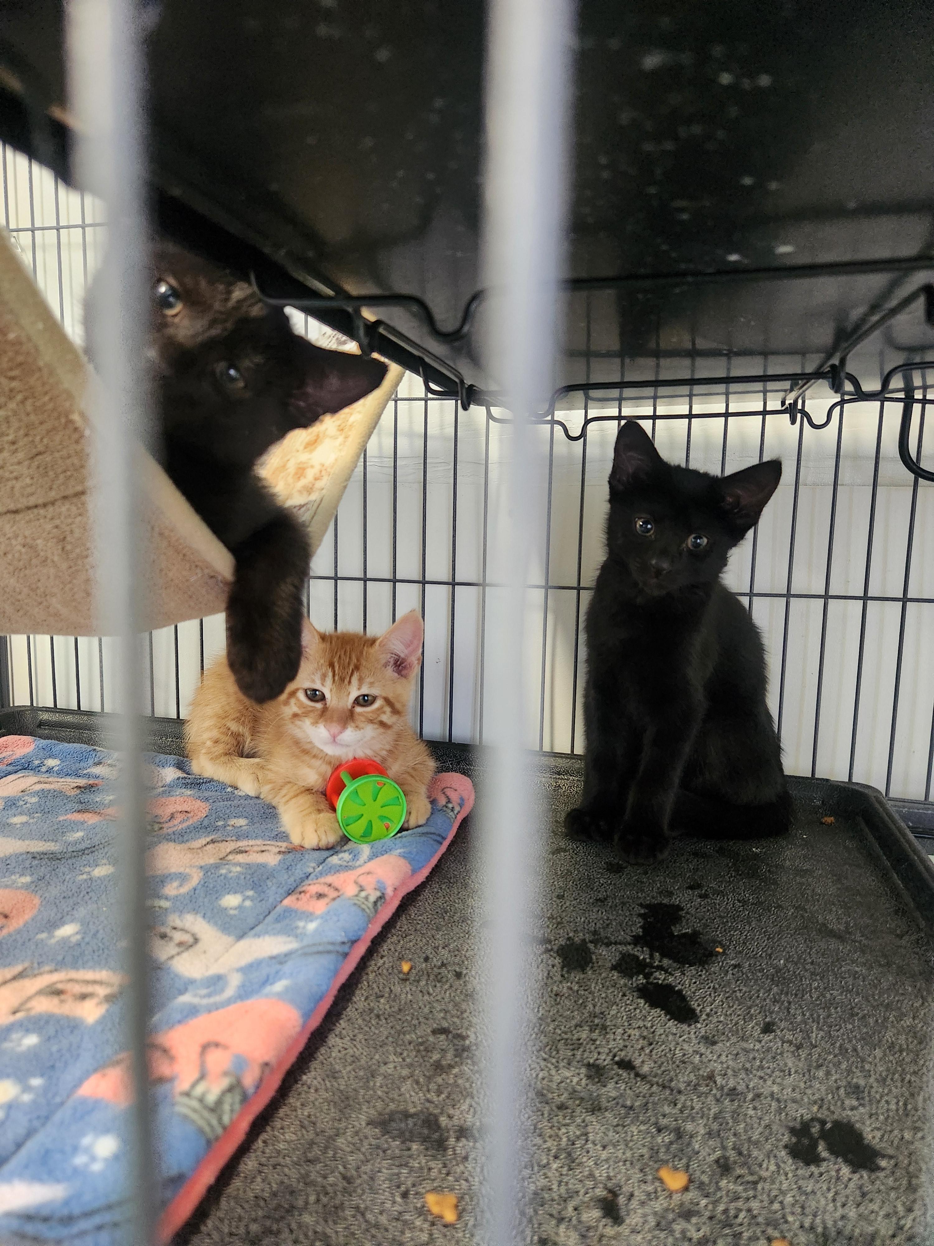 Walter, a ADOPTABLE Domestic Short Hair in Yarnell, AZ image 2/2