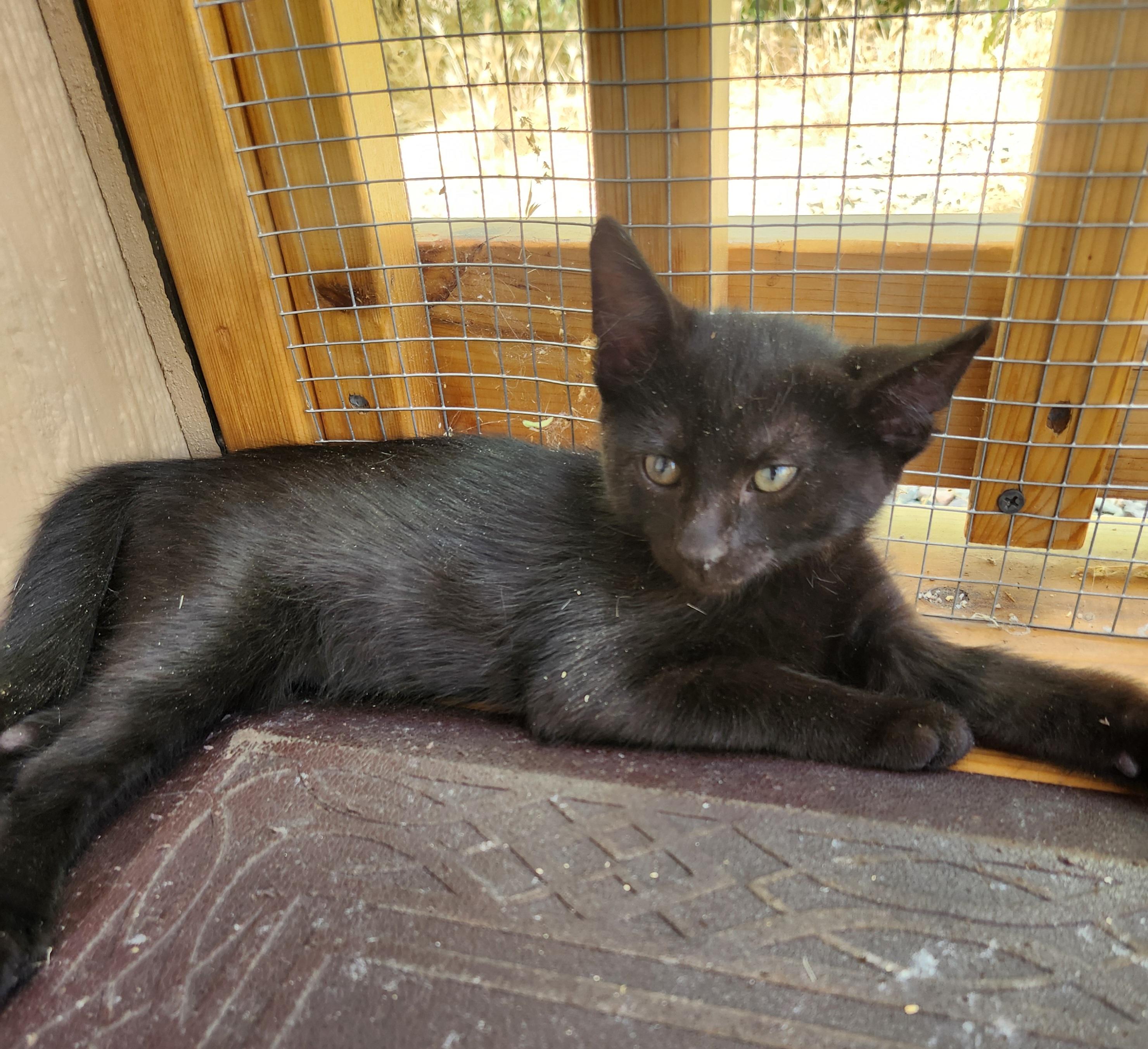 Walter, a ADOPTABLE Domestic Short Hair in Yarnell, AZ image 1/2
