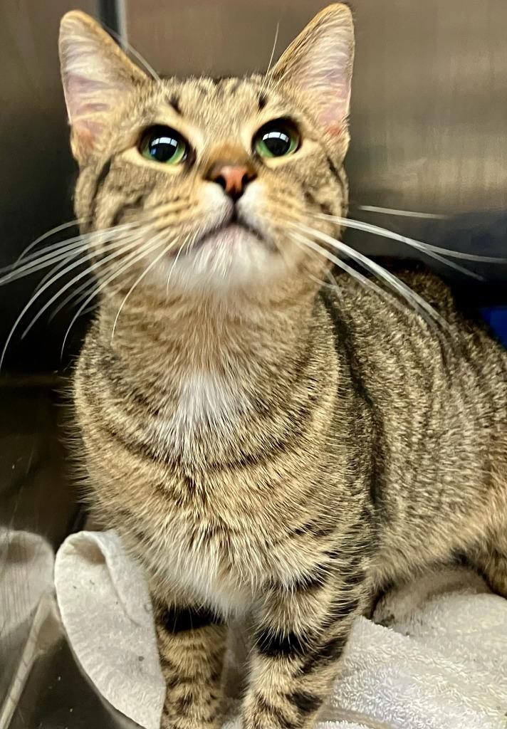 Pinocchio thumbnail 2