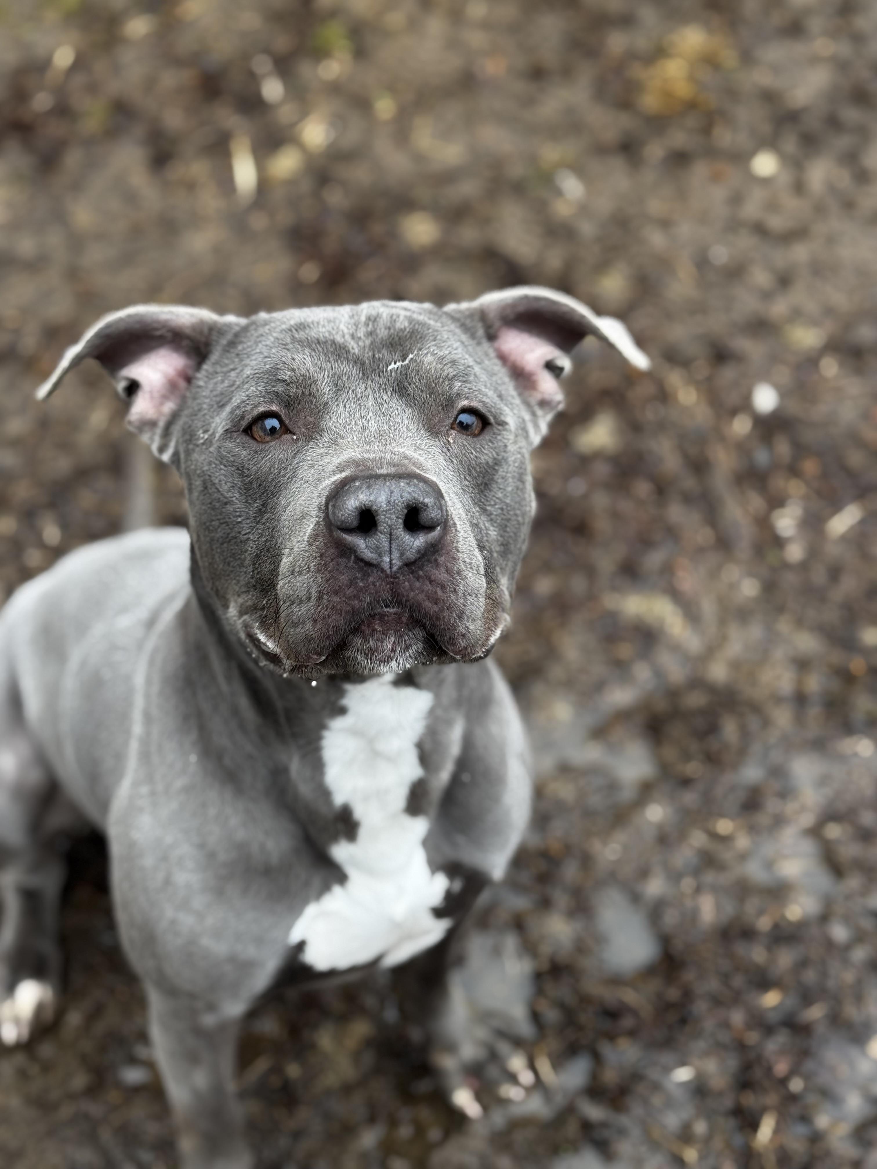 Rexy, Adoptable, Young Male American Staffordshire Terrier.