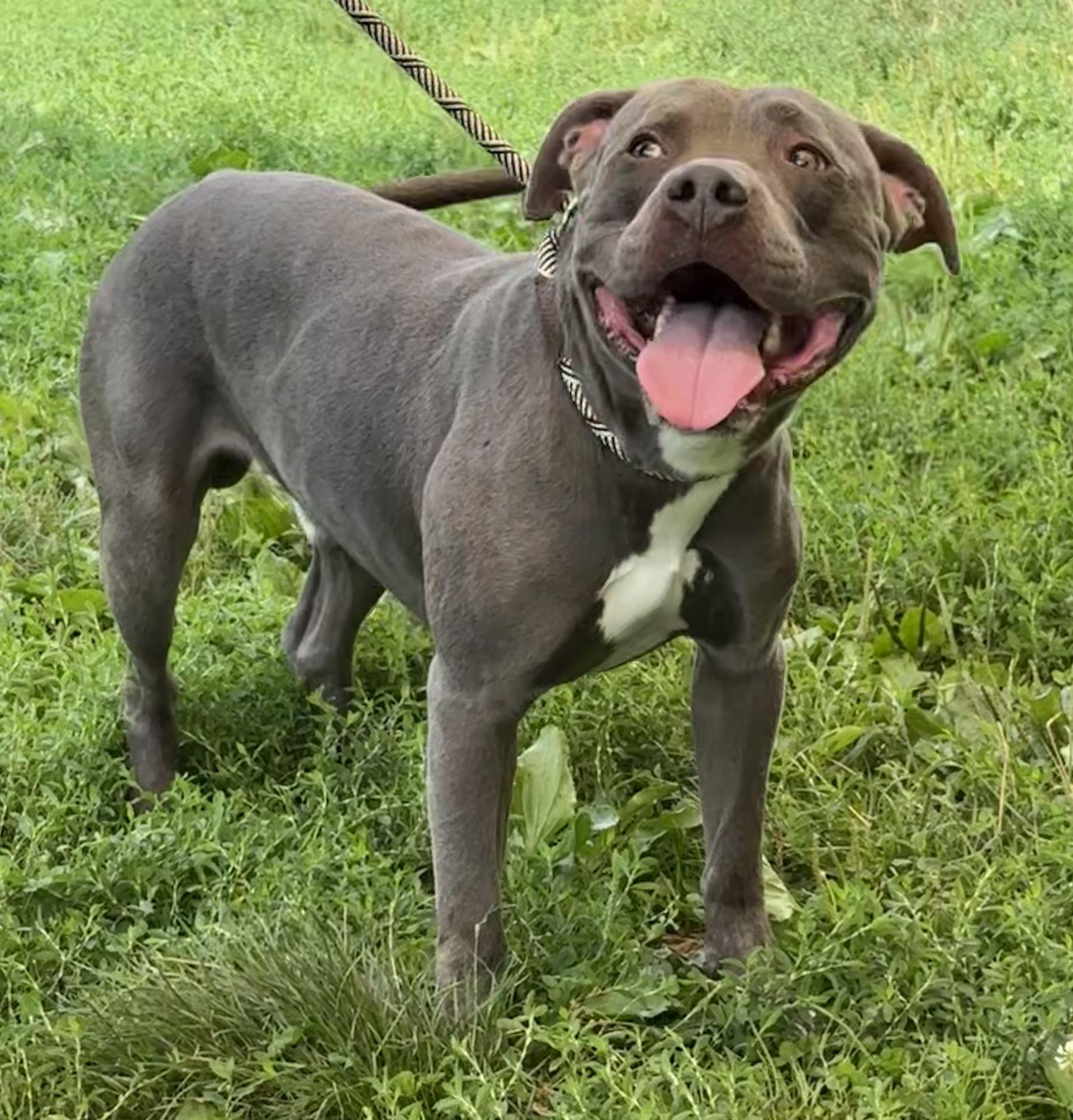 Enlarge Rexy, a Adoptable American Staffordshire Terrier in Yonkers, NY image 2/5