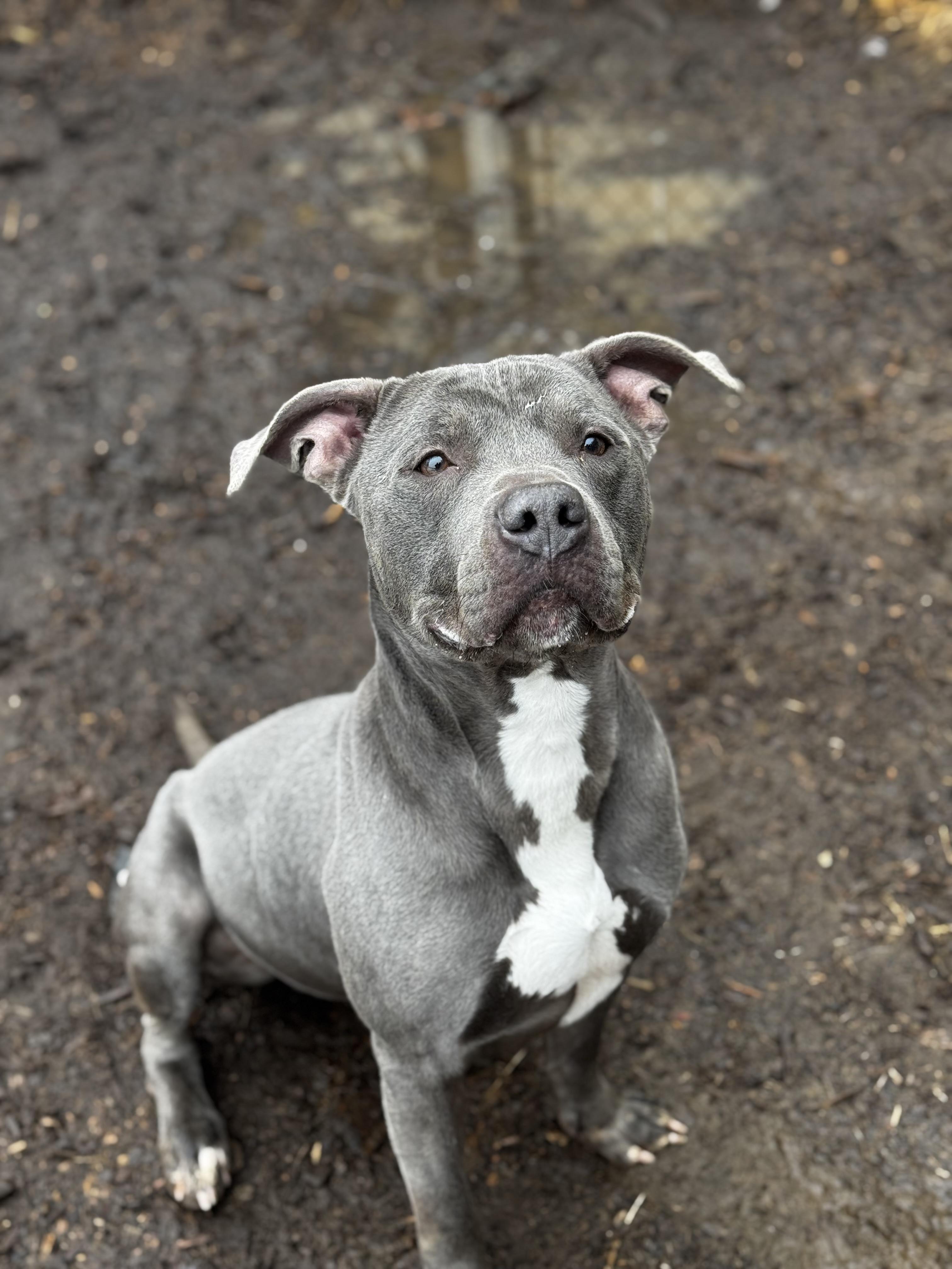 Enlarge Rexy, a Adoptable American Staffordshire Terrier in Yonkers, NY image 4/5