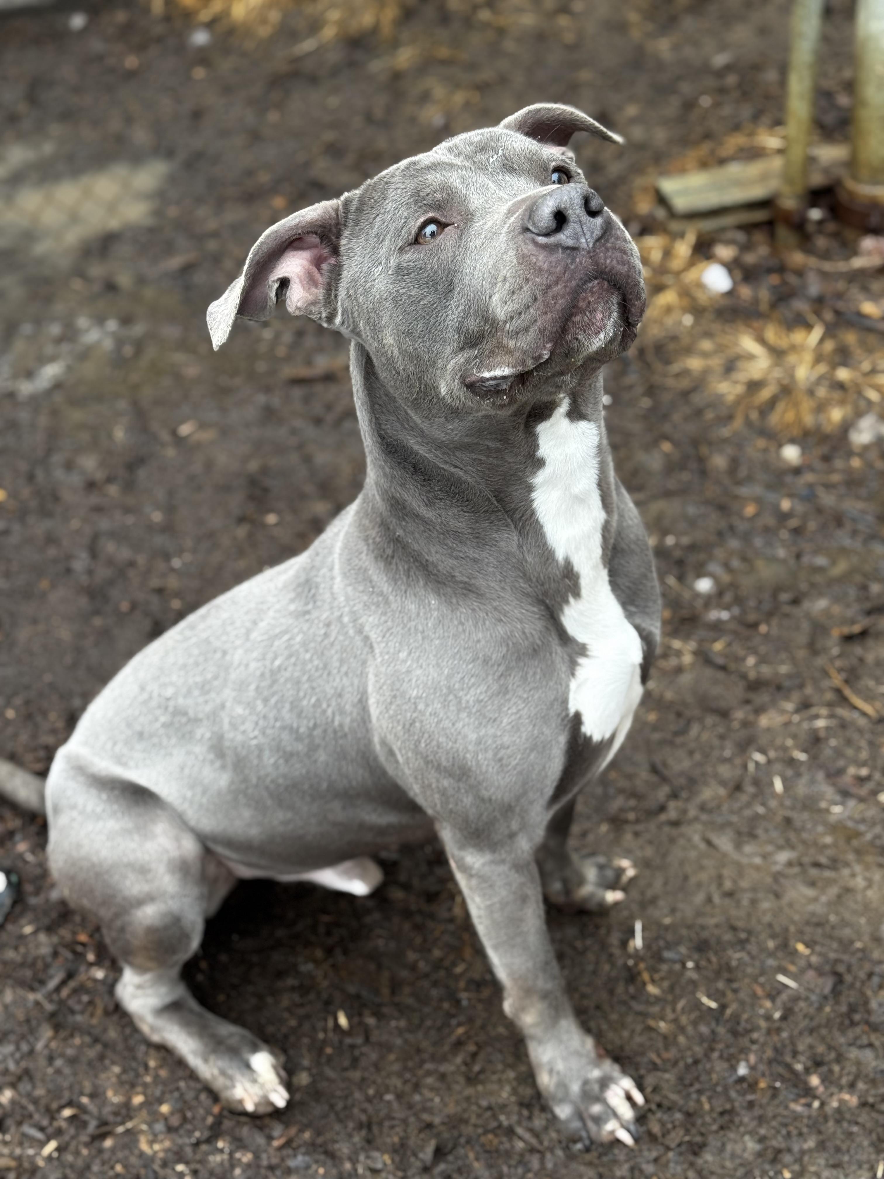 Enlarge Rexy, a Adoptable American Staffordshire Terrier in Yonkers, NY image 5/5