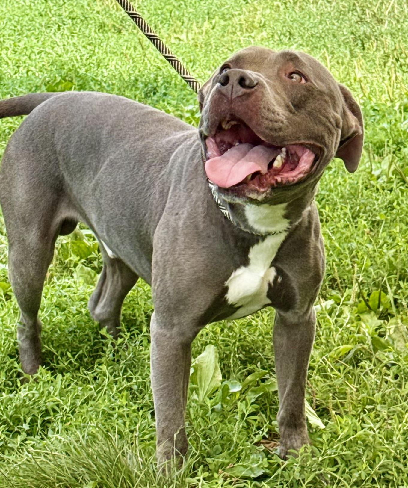 Enlarge Rexy, a Adoptable American Staffordshire Terrier in Yonkers, NY image 3/5