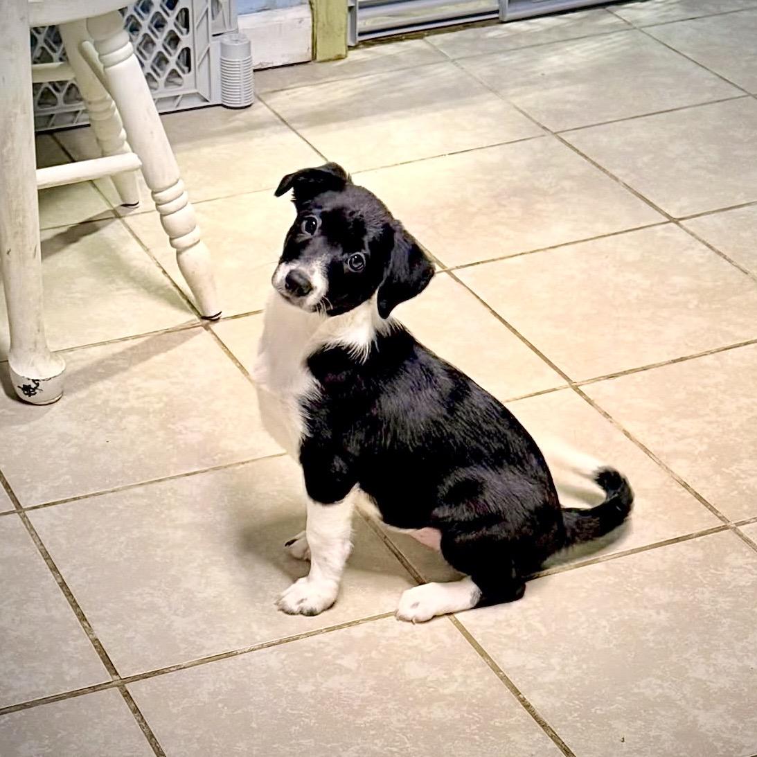 Enlarge Sloane, an adopted mixed breed in Gallatin, TN image 1/2