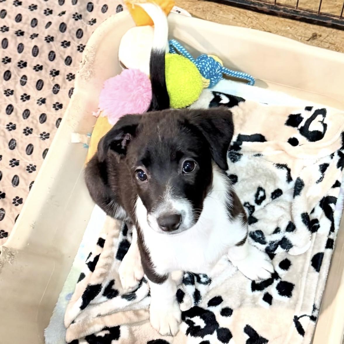 Enlarge Sloane, an adopted mixed breed in Gallatin, TN image 2/2