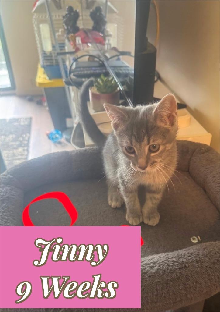 Jinny (O), Adoptable, Kitten Female Domestic Short Hair.