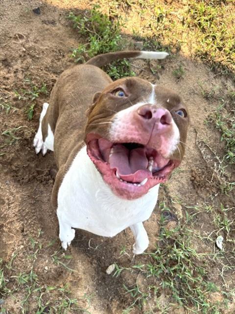 ESTRELLA, Adoptable, Young Female Pit Bull Terrier & Boxer.