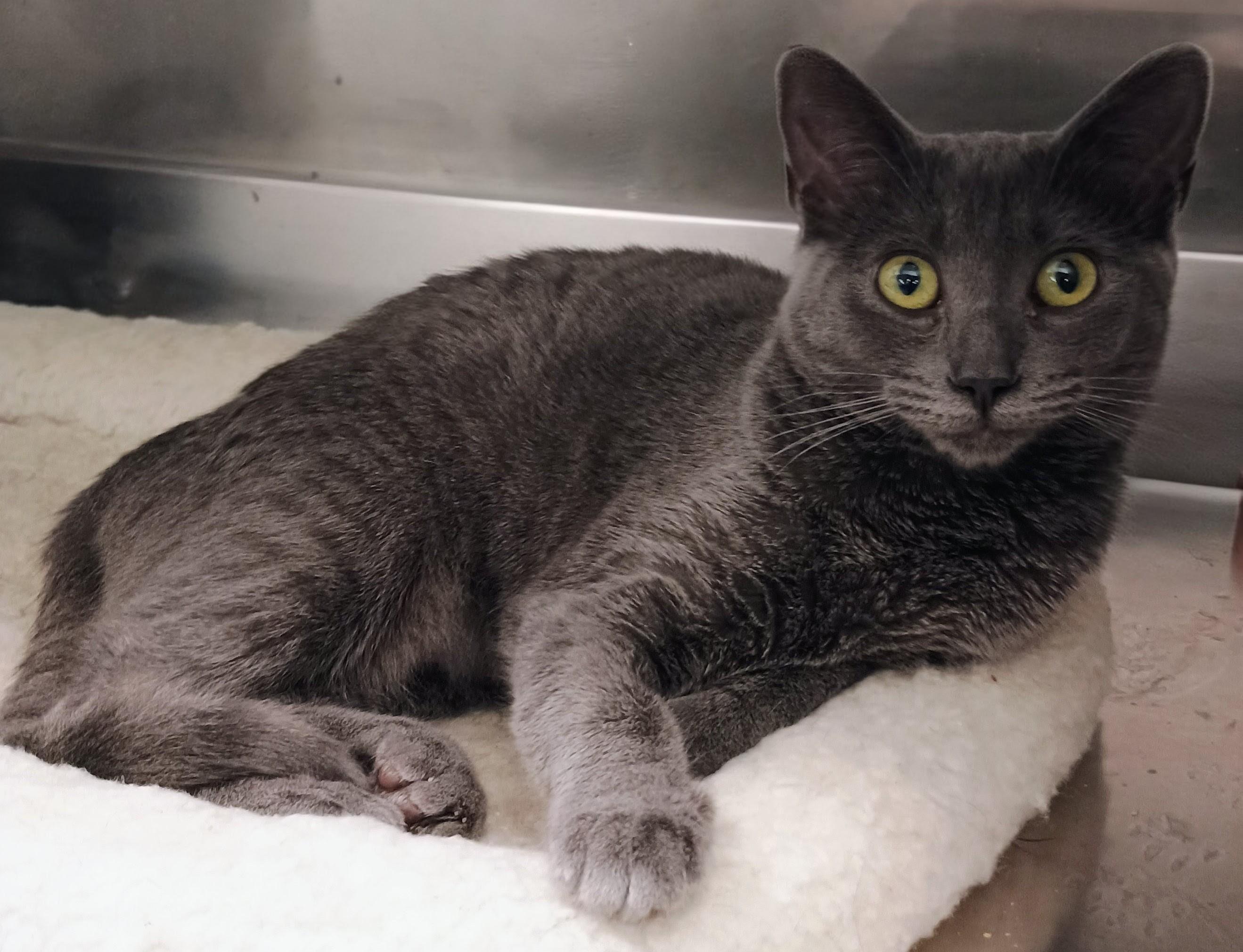 Papaya, a Adopted Domestic Short Hair in Santa Cruz, CA image 2/2