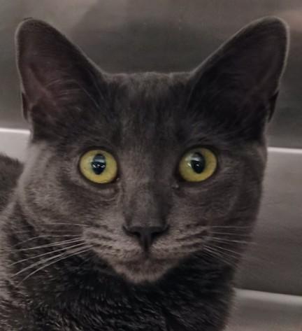 Papaya, a Adopted Domestic Short Hair in Santa Cruz, CA image 1/2