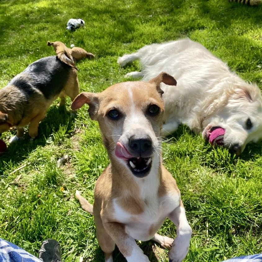 Margarita, a Adoptable mixed breed in Rochester, NY image 4/4