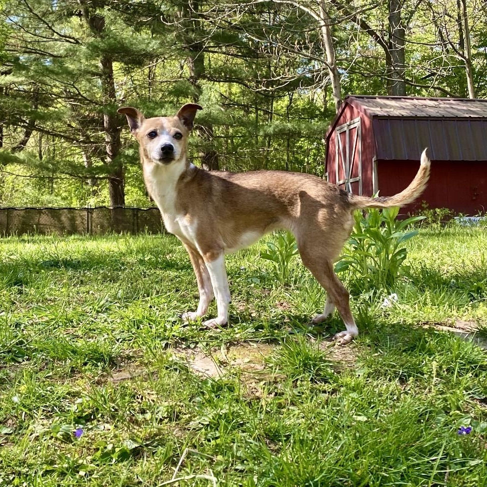 Margarita, a Adoptable mixed breed in Rochester, NY image 3/4