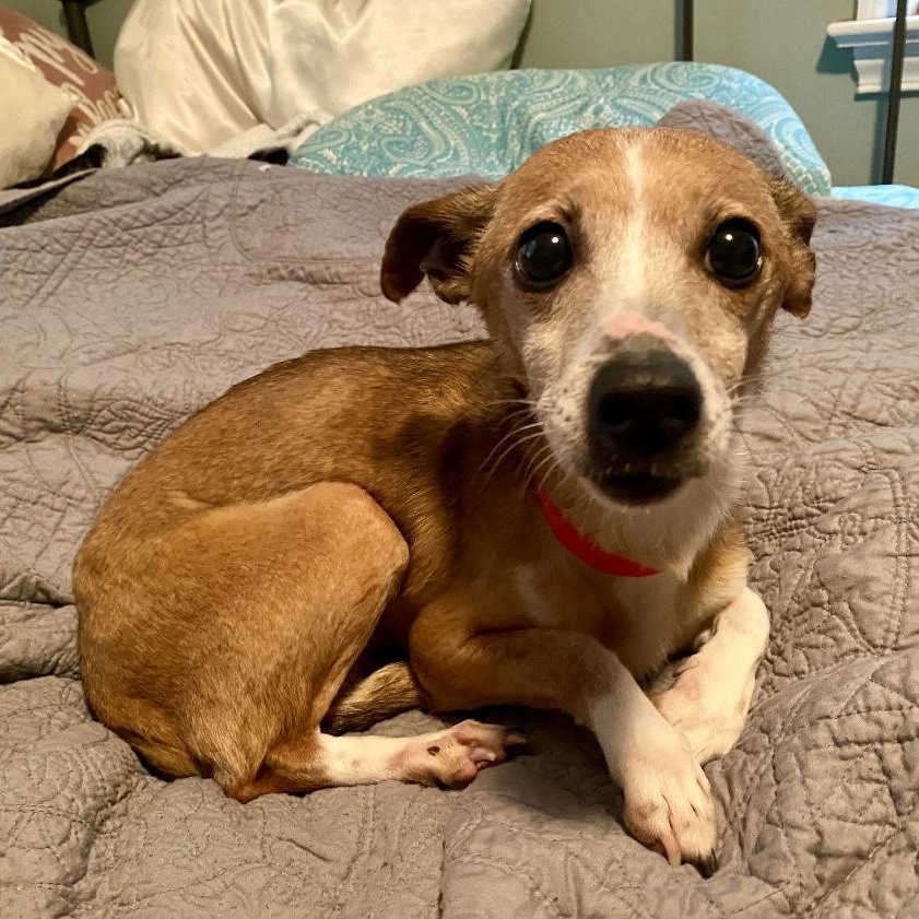 Margarita, a Adoptable mixed breed in Rochester, NY image 2/4