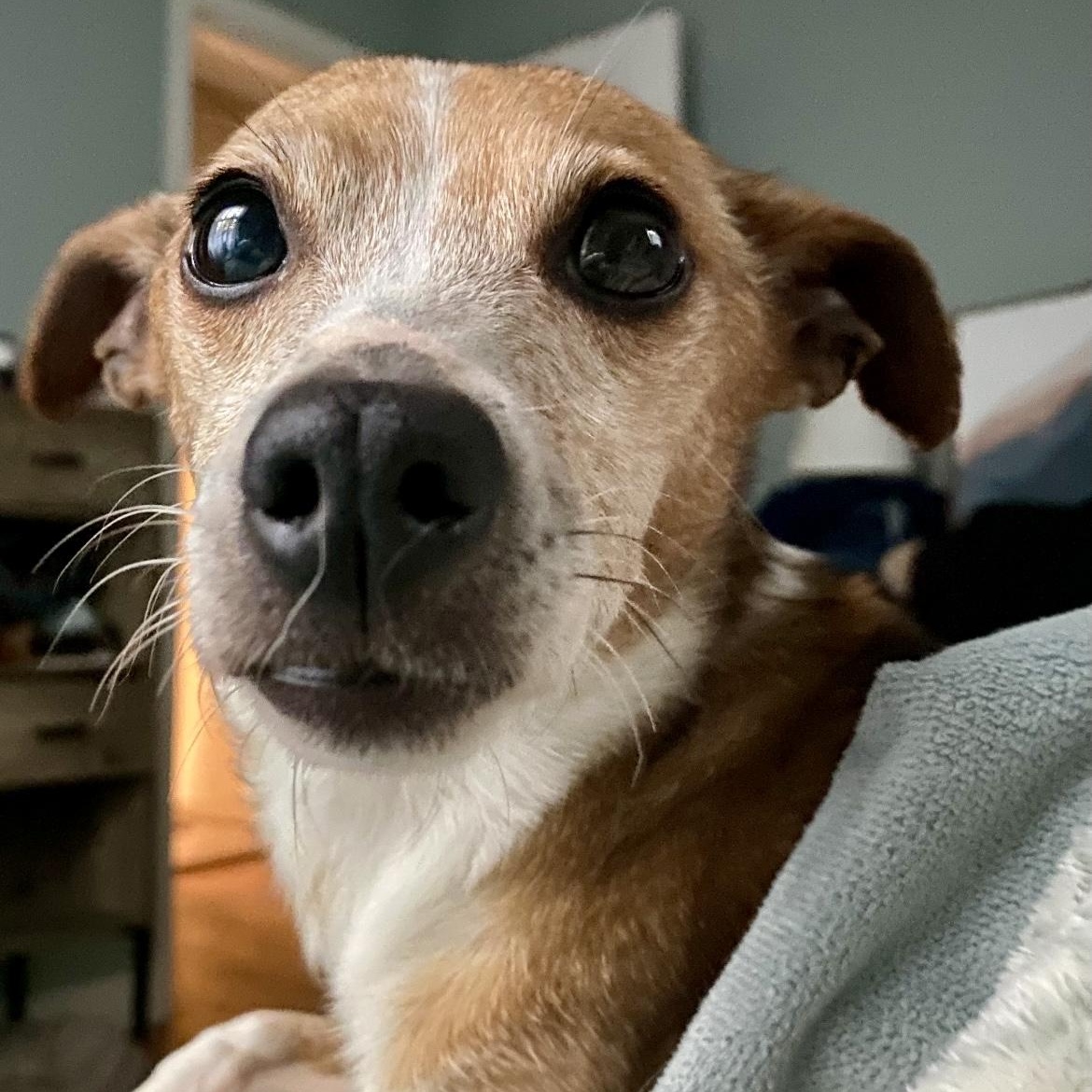 Margarita, a Adoptable mixed breed in Rochester, NY image 1/4