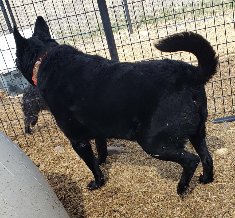 Fawksey, Adoptable, Adult Male Labrador Retriever & German Shepherd Dog.