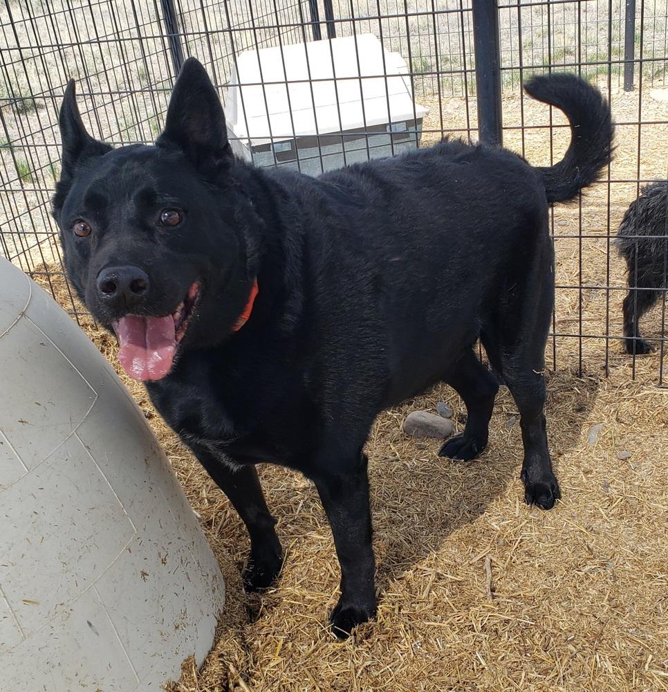 Enlarge Fawksey, a Adoptable mixed breed in Challis, ID image 2/6