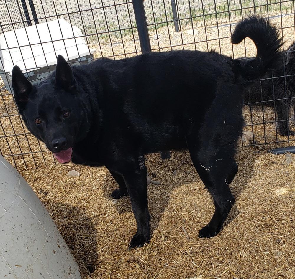 Enlarge Fawksey, a Adoptable mixed breed in Challis, ID image 5/6