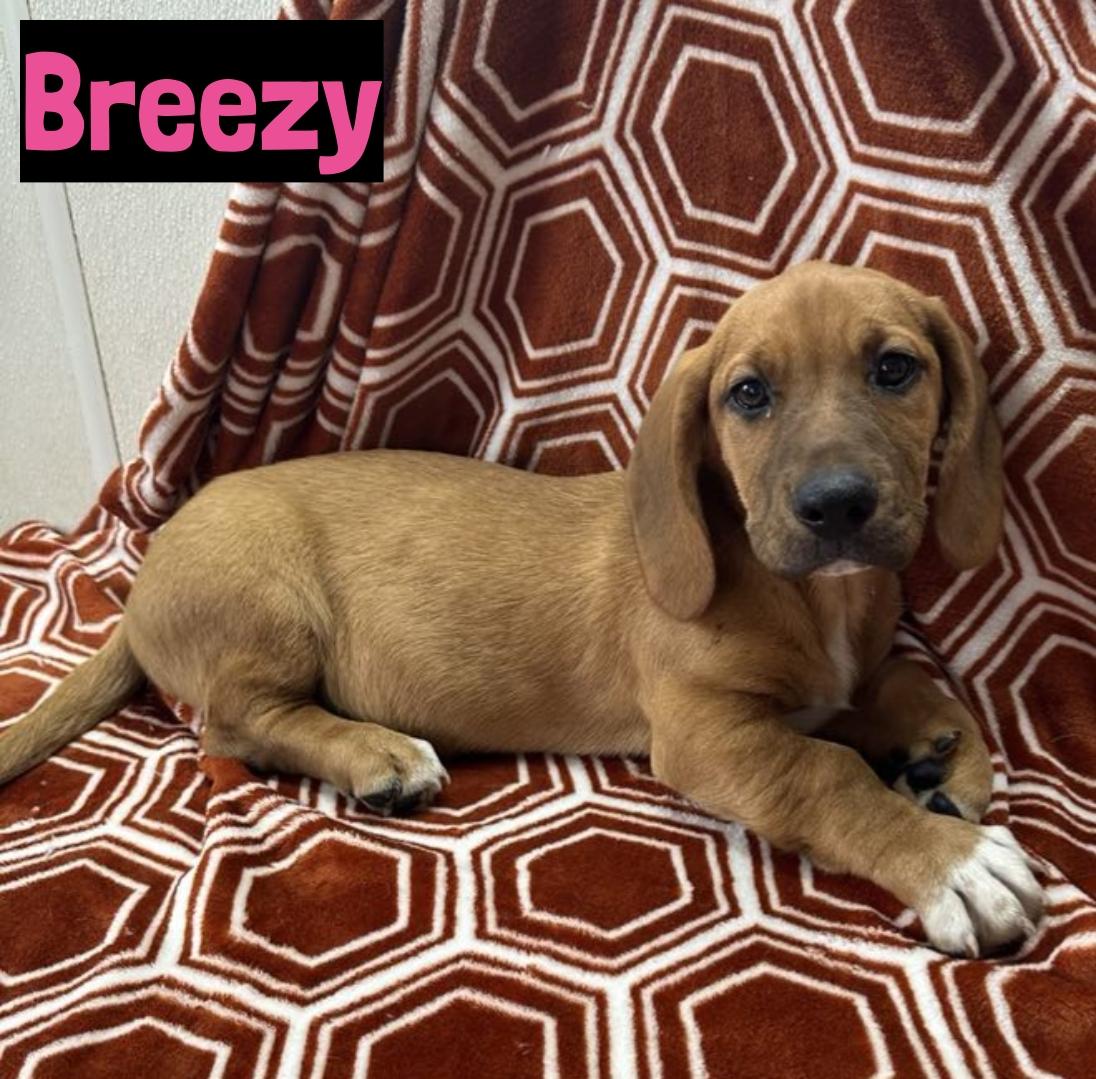 Breezy, an adopted Basset Hound Mix in Grand Rapids, MI_image-1
