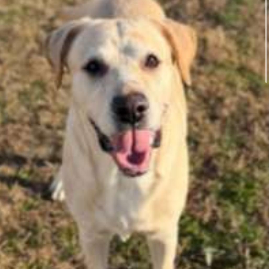 Bama, Adoptable, Adult Male Yellow Labrador Retriever.