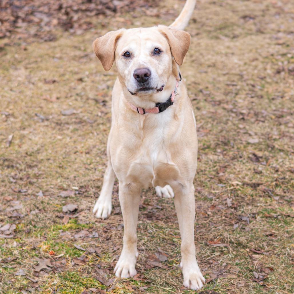 Bama, a Adoptable Yellow Labrador Retriever in Newark, DE image 2/3