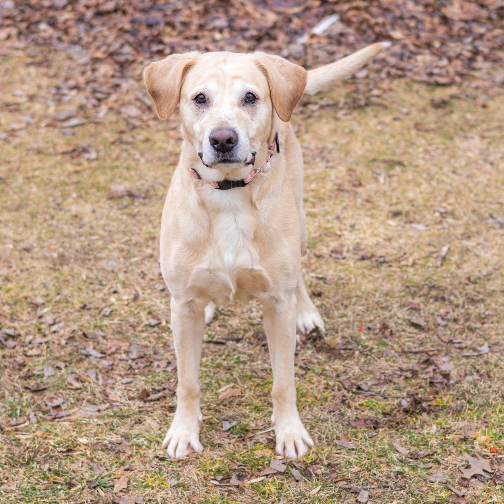Bama, a Adoptable Yellow Labrador Retriever in Newark, DE image 3/3