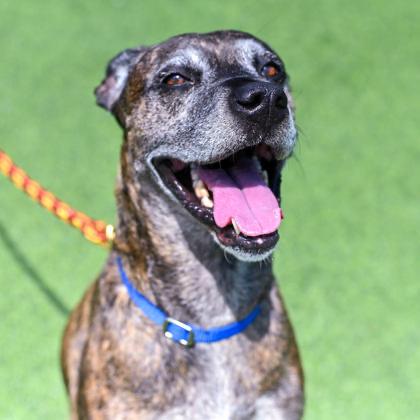 Enlarge Luna in Maine, a ADOPTABLE mixed breed in Cumberland, ME image 1/2