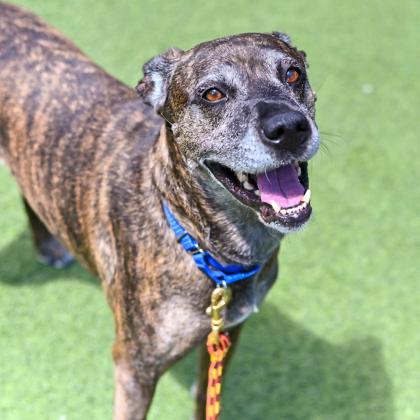 Enlarge Luna in Maine, a ADOPTABLE mixed breed in Cumberland, ME image 2/2