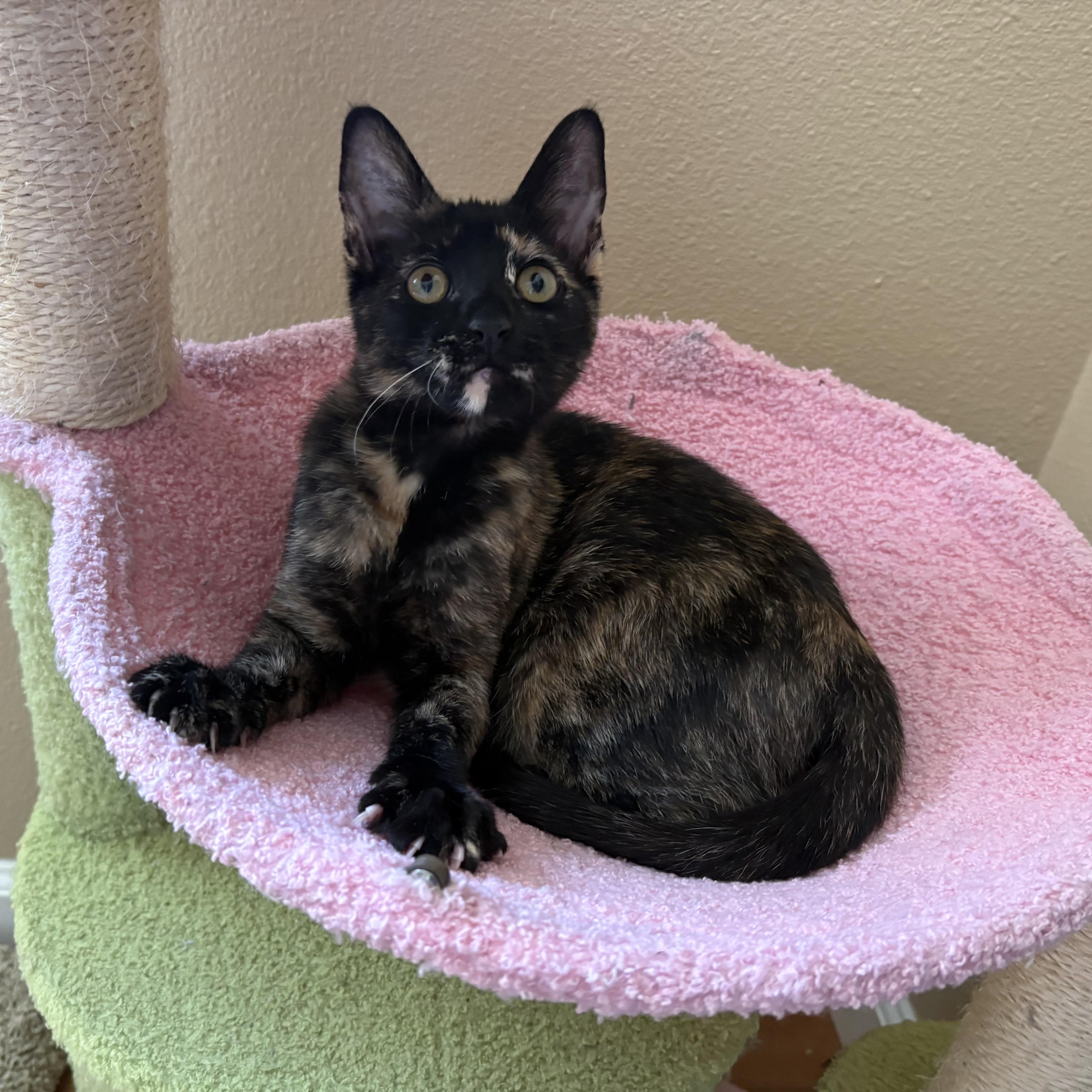 Enid INDOOR ONLY, adopted, Kitten Female Domestic Short Hair.