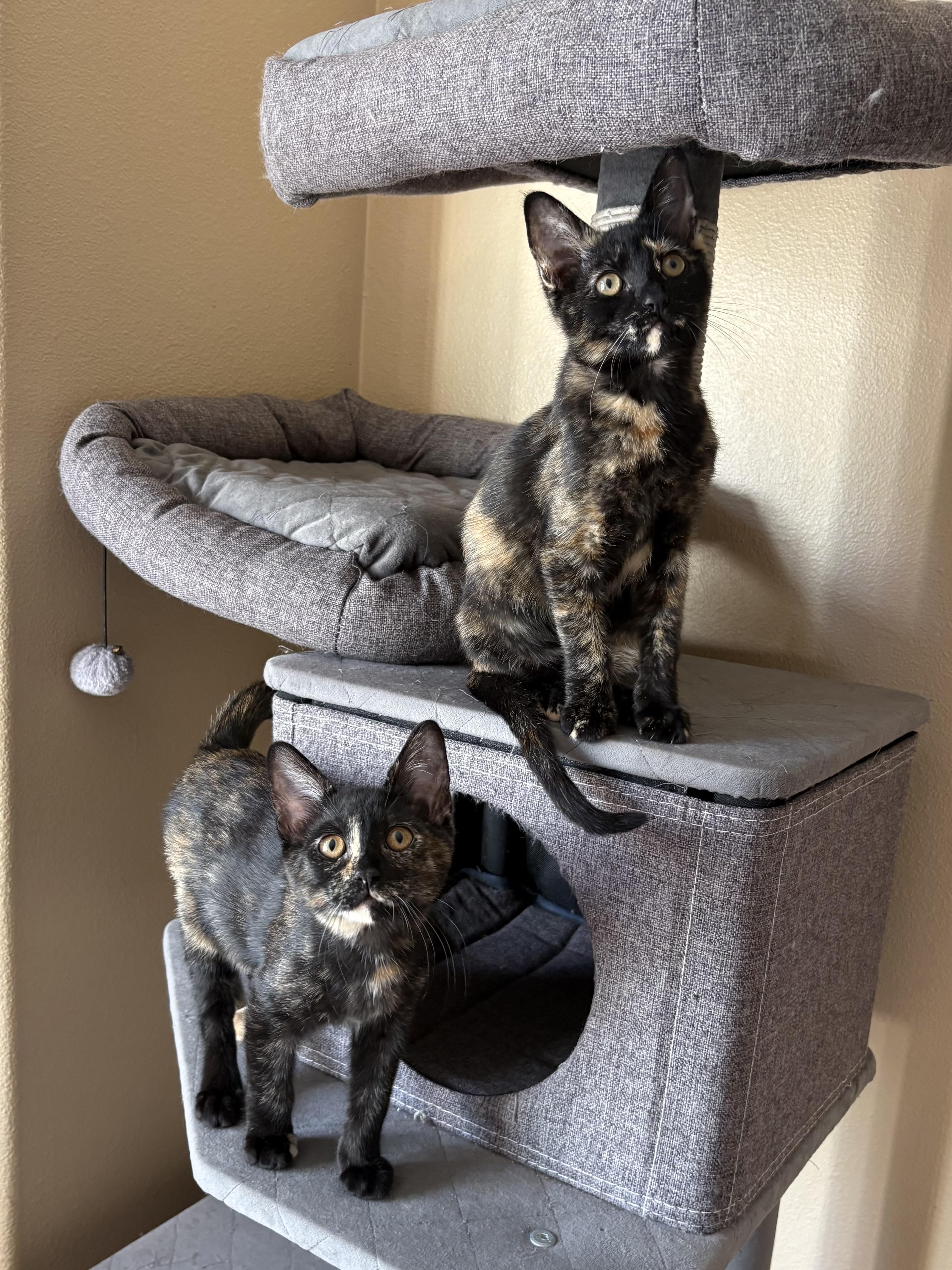 Enlarge Enid INDOOR ONLY, an adopted mixed breed in Stockton, CA image 6/6