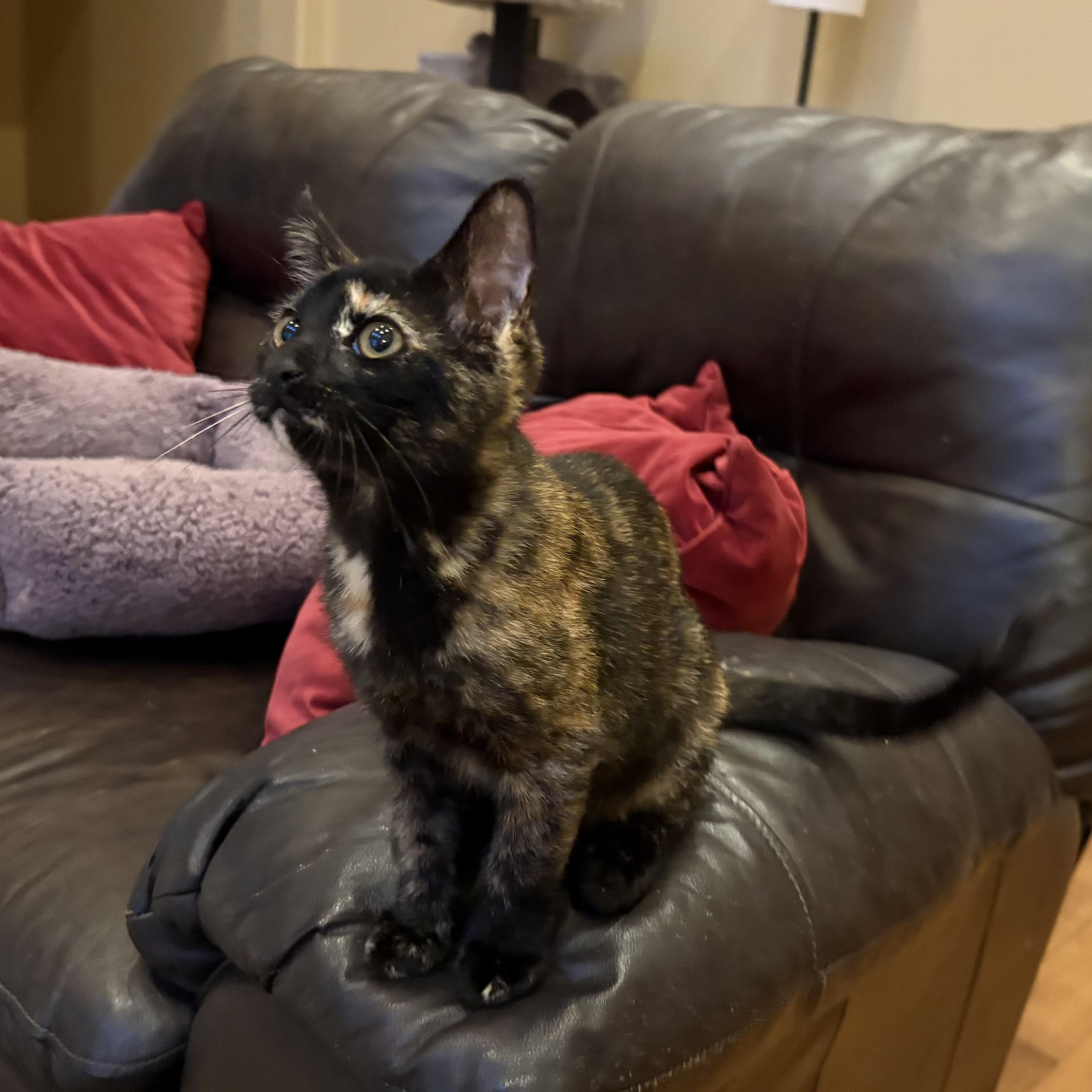 Enlarge Enid INDOOR ONLY, an adopted mixed breed in Stockton, CA image 5/6