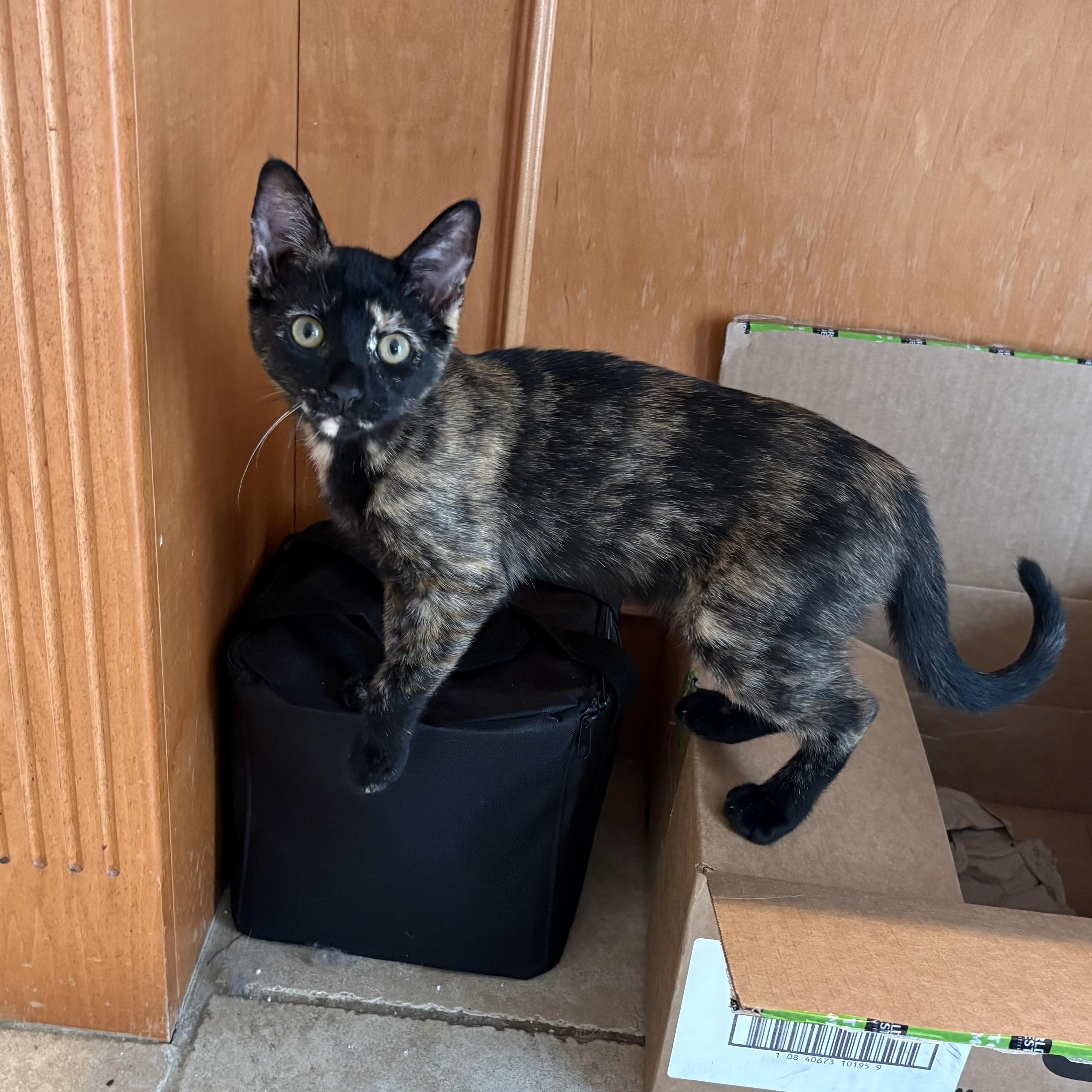 Enlarge Enid INDOOR ONLY, an adopted mixed breed in Stockton, CA image 3/6