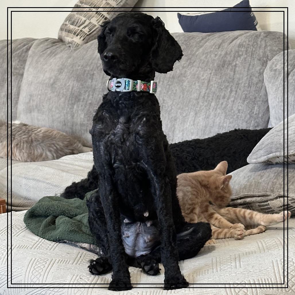 Little Lady, Adoptable, Adult Female Poodle.