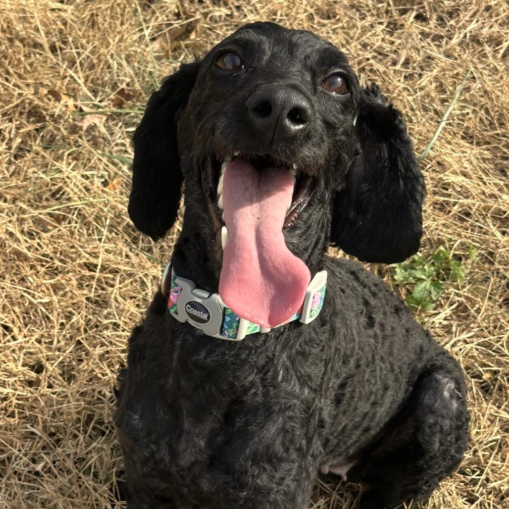 Little Lady, a Adoptable Poodle in Pittsburg, KS image 1/4