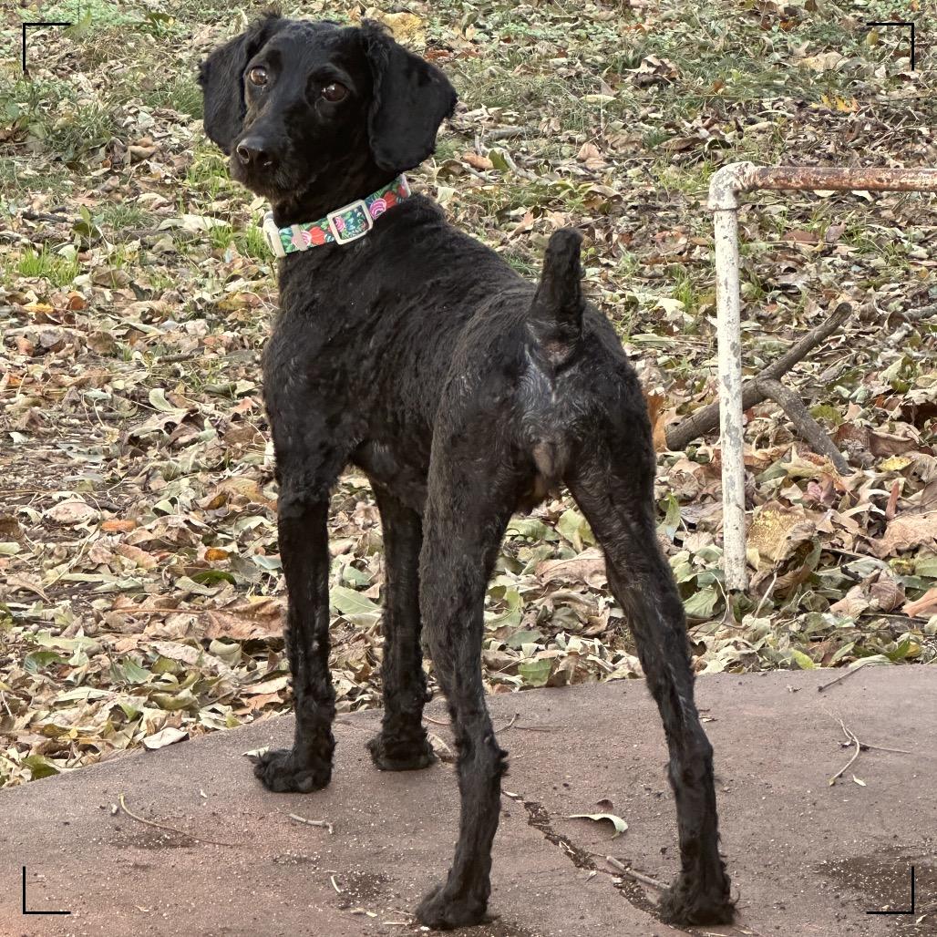 Little Lady, a Adoptable Poodle in Pittsburg, KS image 3/4