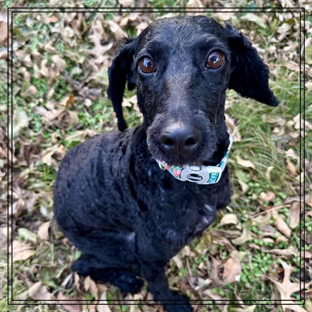 Little Lady, a Adoptable Poodle in Pittsburg, KS image 4/4