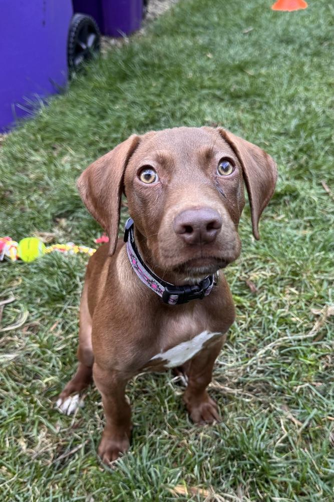 Enlarge Betty5, a Adoptable mixed breed in Littleton, CO image 3/3