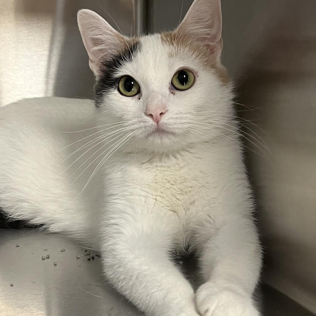 Enlarge Daisy, a Adoptable Domestic Short Hair in Ottawa, KS image 3/4