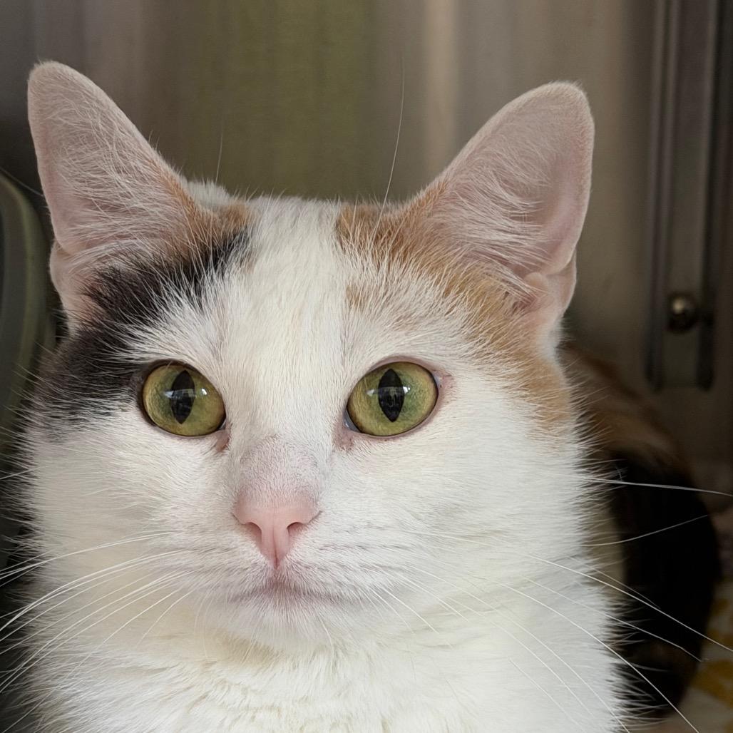 Enlarge Daisy, a Adoptable Domestic Short Hair in Ottawa, KS image 6/6