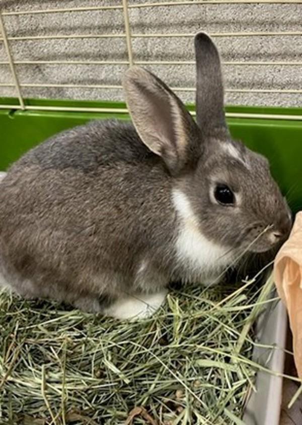 Enlarge Valley, a Adoptable mixed breed in Novato, CA image 2/4