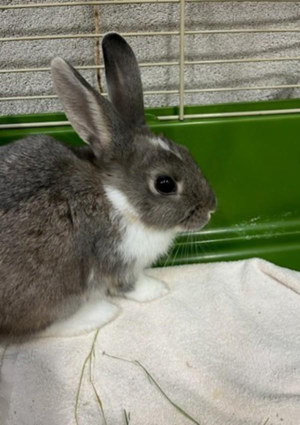 Enlarge Valley, a Adoptable mixed breed in Novato, CA image 3/4