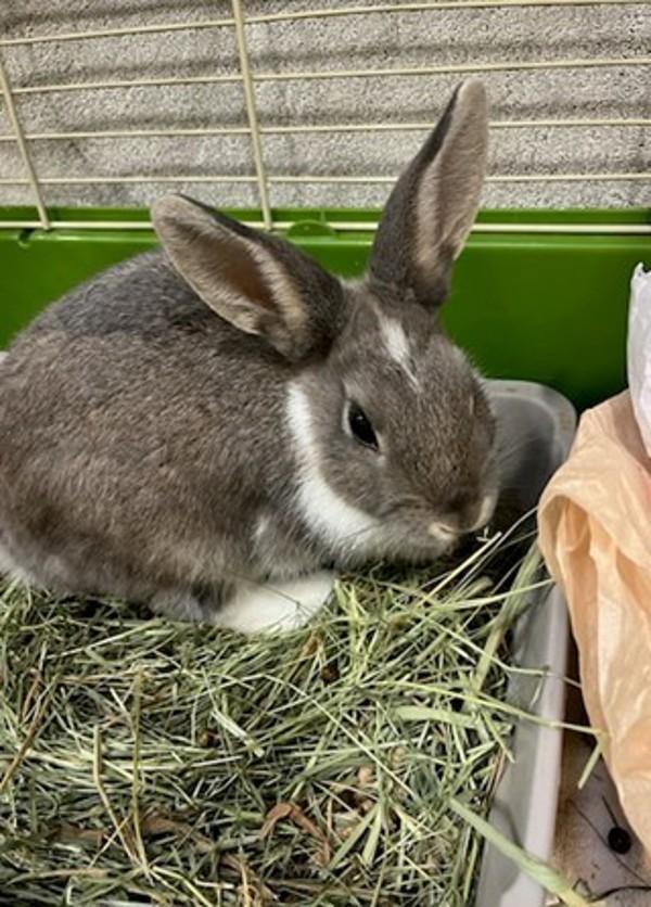 Enlarge Valley, a Adoptable mixed breed in Novato, CA image 4/4