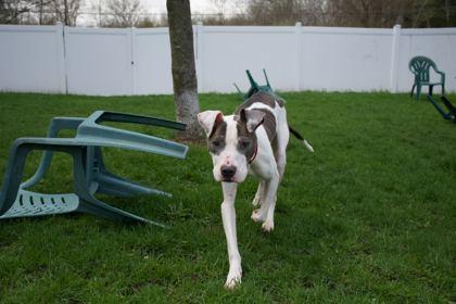Enlarge Levy, a ADOPTABLE Mixed Breed in Belleville, MI image 3/5