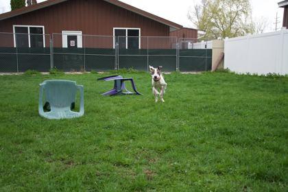 Enlarge Levy, a ADOPTABLE Mixed Breed in Belleville, MI image 4/5