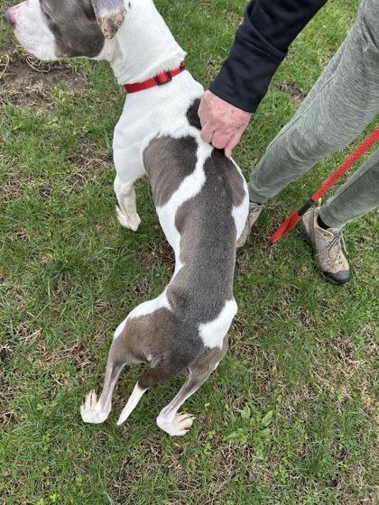 Enlarge Levy, a ADOPTABLE Mixed Breed in Belleville, MI image 5/5