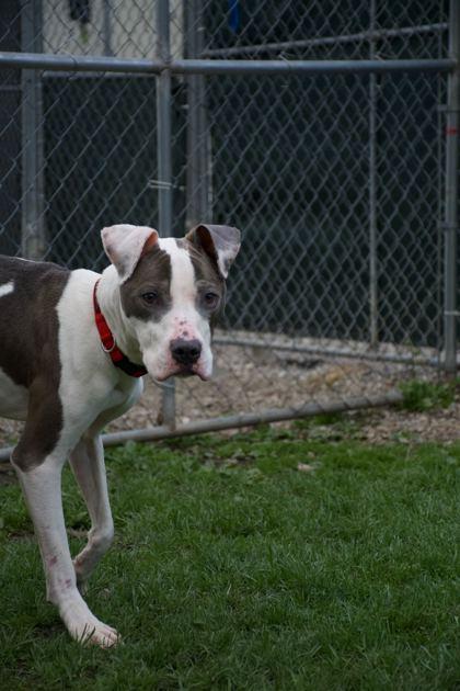 Enlarge Levy, a ADOPTABLE Mixed Breed in Belleville, MI image 2/5