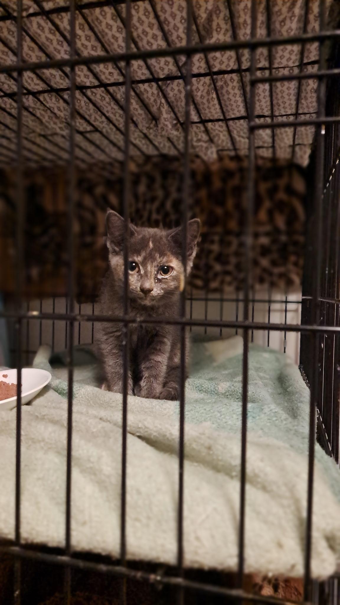 Tilley, a Adoptable Domestic Short Hair in Pickering, ON image 2/3