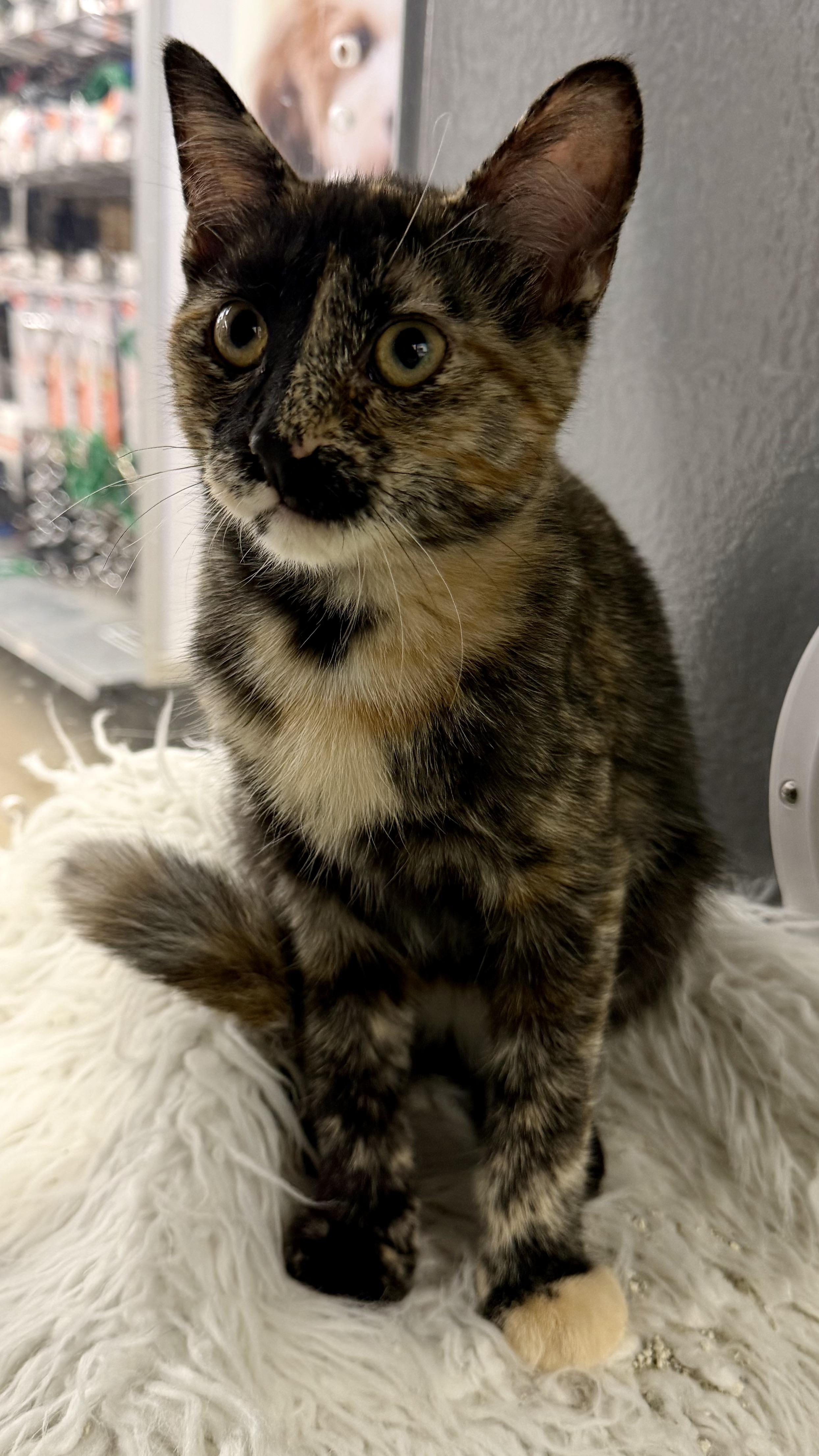 Tilley, Adoptable, Kitten Female Domestic Short Hair.