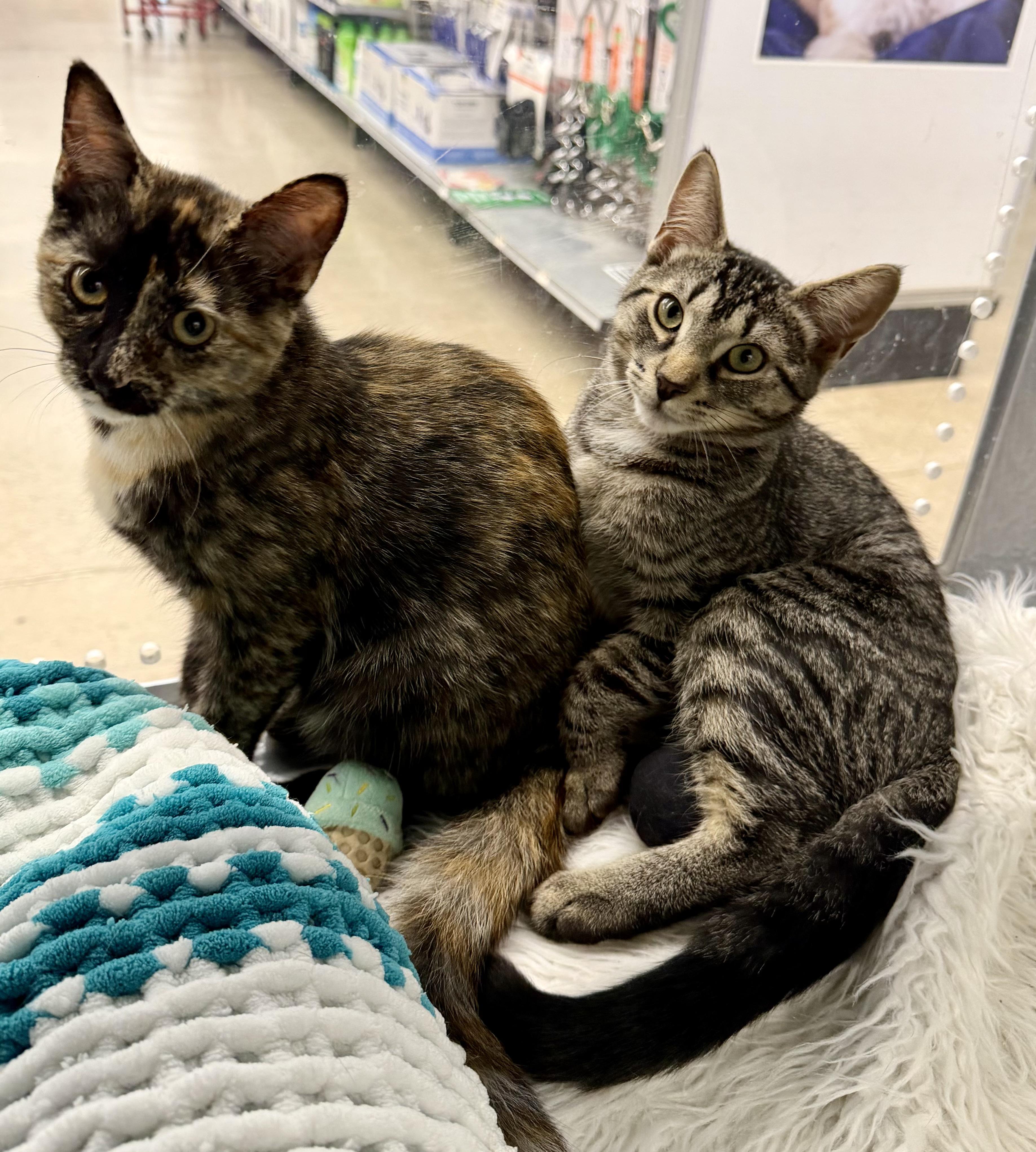 Tilley, a Adoptable Domestic Short Hair in Pickering, ON image 3/3